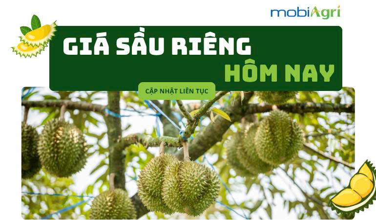Gia-sau-rieng-hom-nay-5-8-2025