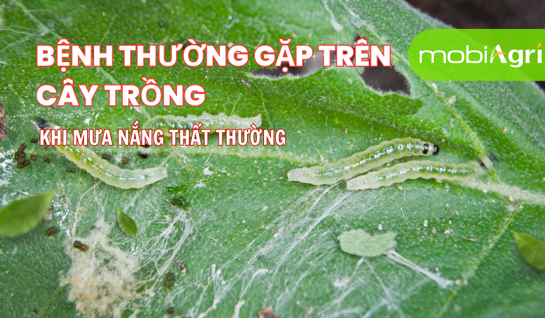Khi Mưa Nắng Thất Thường-1