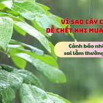 cay-canh-de-chet-khi-mưa-nhieu