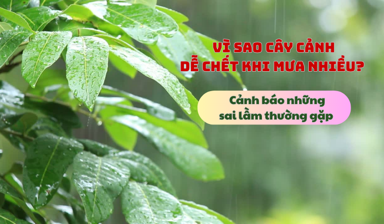 cay-canh-de-chet-khi-mưa-nhieu