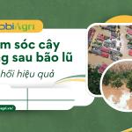 cham-soc-cay-trong-sau-bao-lu-4