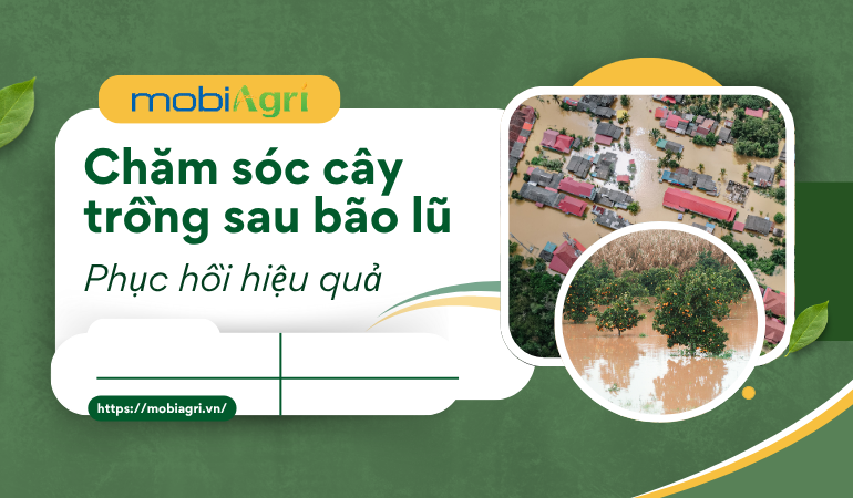 cham-soc-cay-trong-sau-bao-lu-4