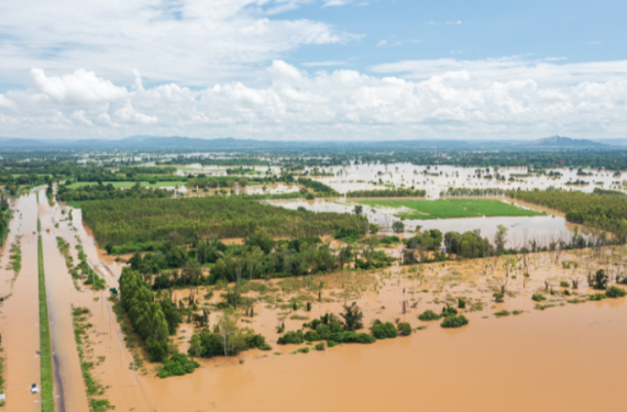 phục hồi ruộng lúa sau mưa bão-1