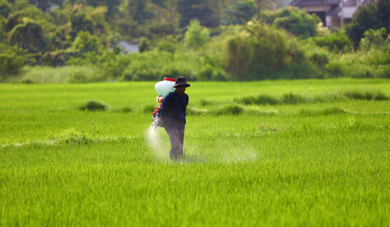 phục hồi ruộng lúa sau mưa bão-3