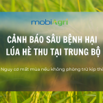 sâu bệnh hại lúa hè thu-1