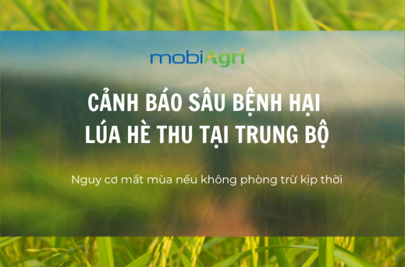 sâu bệnh hại lúa hè thu-1