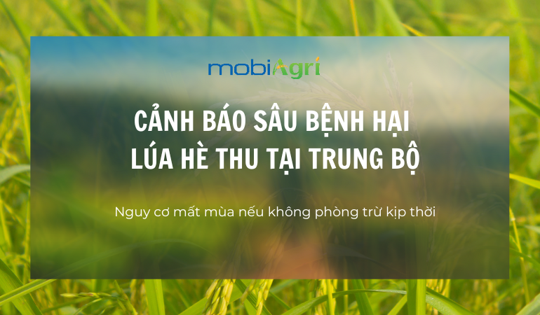 sâu bệnh hại lúa hè thu-1