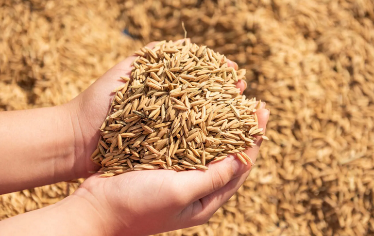 chống đổ lúa mùa mưa bão 1