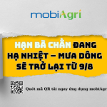 hạn bà chằn-1