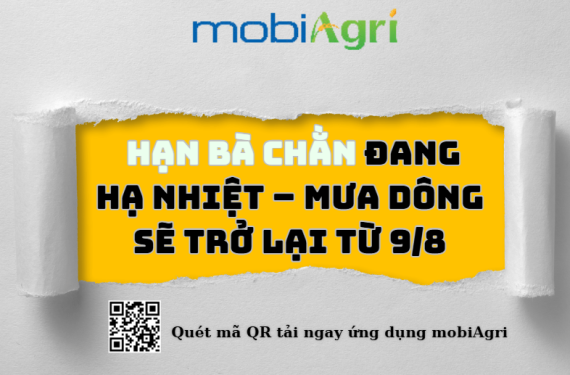 hạn bà chằn-1