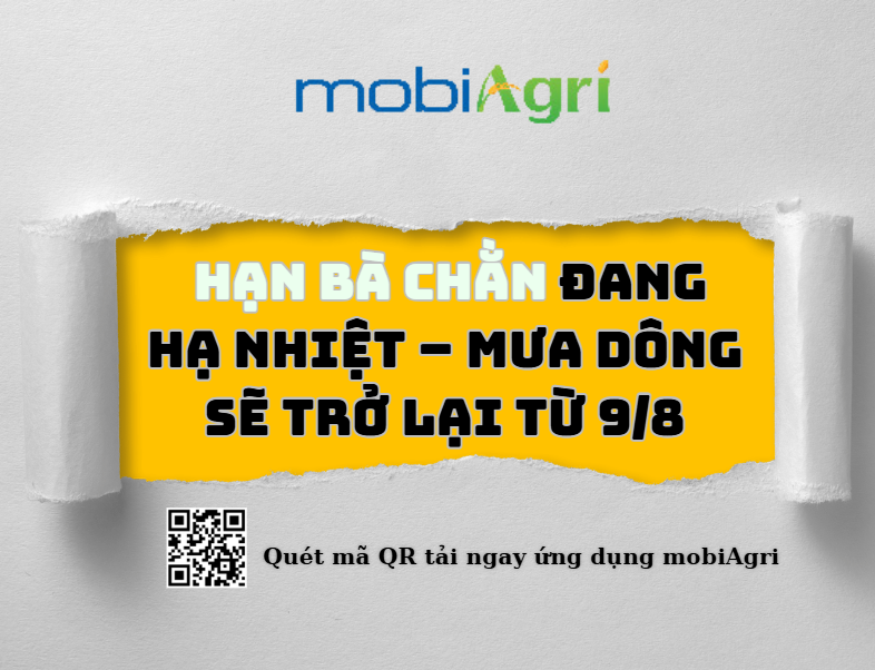 hạn bà chằn-1