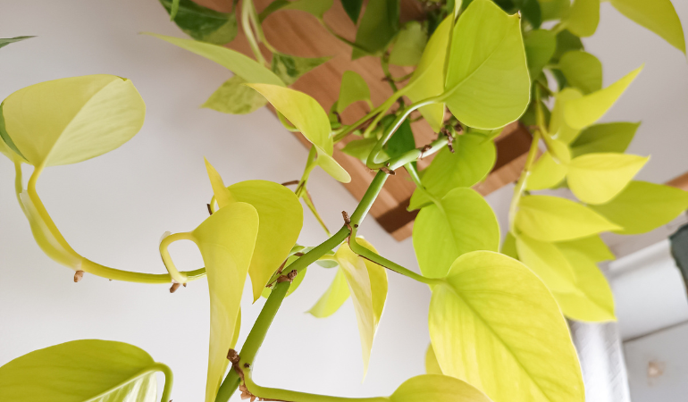 Cây trầu bà bị vàng lá trong chậu cảnh