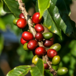 Gia-ca-phe-ngay-21-11-2025