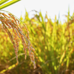 Gia-lua-gao-hom-nay-13-11-2025