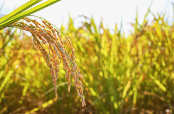 Gia-lua-gao-hom-nay-13-11-2025