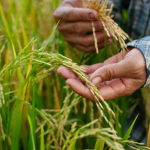 Gia-lua-gao-hom-nay-30-10-2025