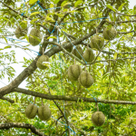 Gia-sau-rieng-hom-nay-2-10-2025