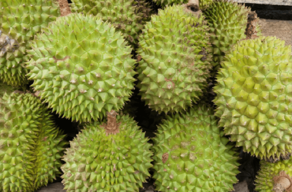 Gia-sau-rieng-hom-nay-12-11-2025