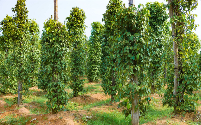 Gia-tieu-hom-nay-29-10-2025