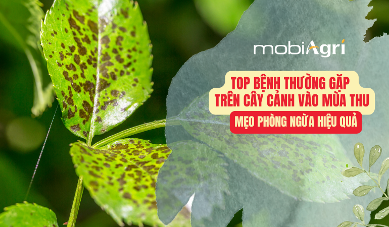 bệnh nấm cây cảnh mùa thu