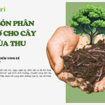 cach-bon-phan-huu-co-mua-thu