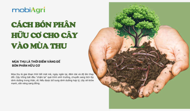 cach-bon-phan-huu-co-mua-thu