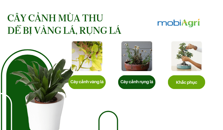 cay-canh-vang-la-mua-thu