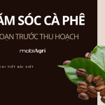 cham-soc-ca-phe-truoc-thu-hoach