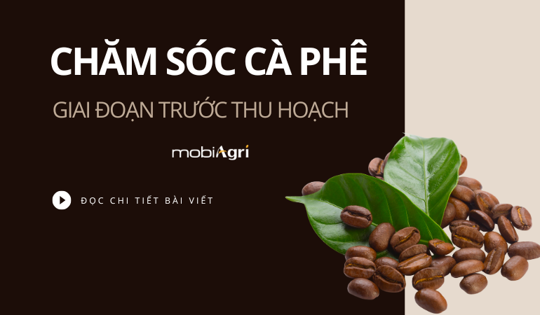 cham-soc-ca-phe-truoc-thu-hoach