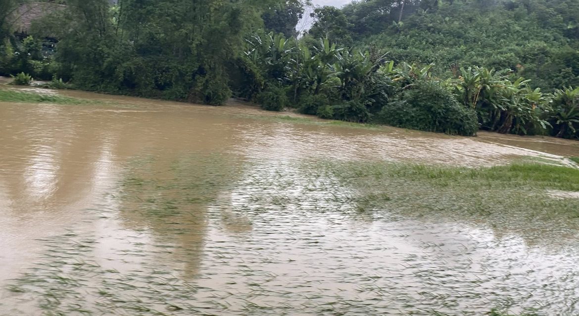 Cứu lúa ngập thế nào