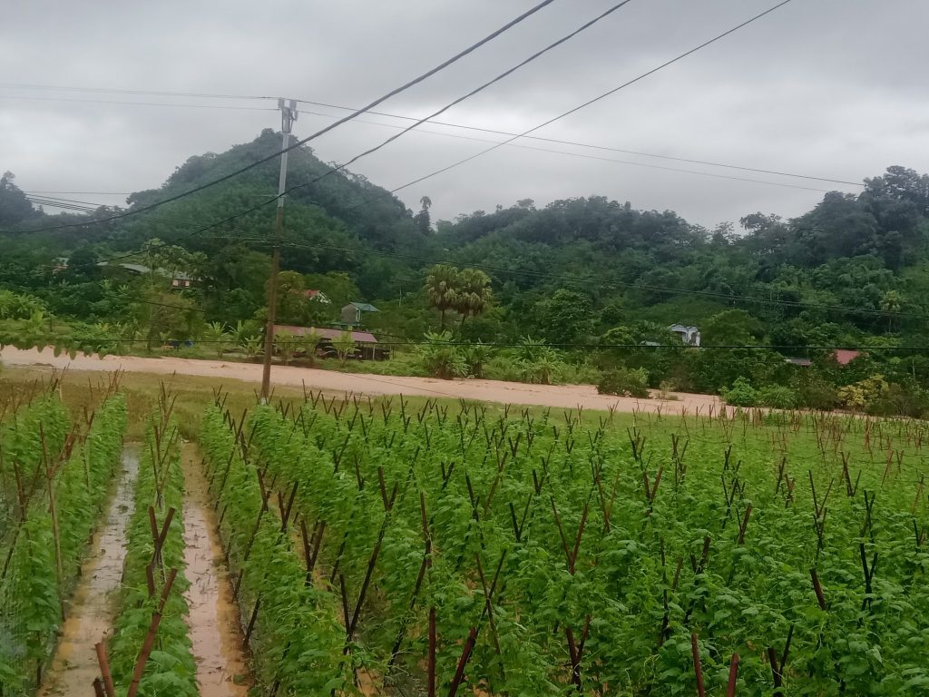 xử lý vườn rau ngập sau bão lũ