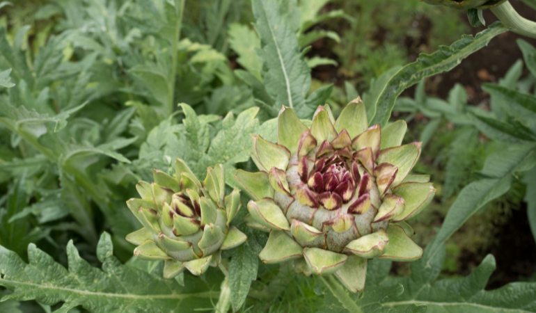 chong-ret-cho-cay-duoc-lieu-3