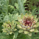 chong-ret-cho-cay-duoc-lieu-3