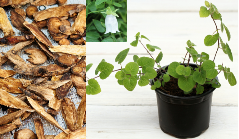 chong-ret-cho-cay-duoc-lieu-4