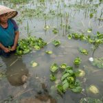 Ruộng rau bị ngập úng sau mưa bão – nông dân lo lắng nhìn thiệt hại mùa vụ