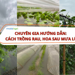 trong-rau-sau-mua-lu-1