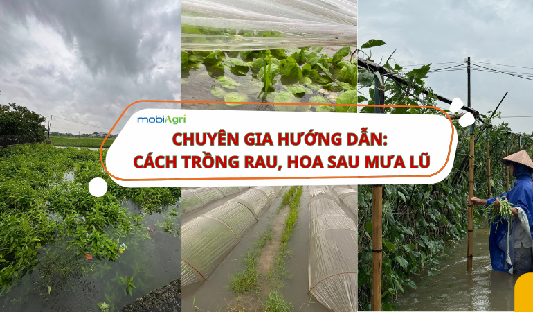 trong-rau-sau-mua-lu-1