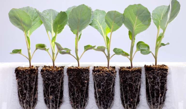 thay-doi-giong-cay-trong-2