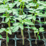 thay-doi-giong-cay-trong