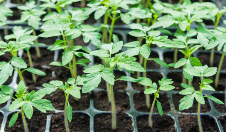 thay-doi-giong-cay-trong