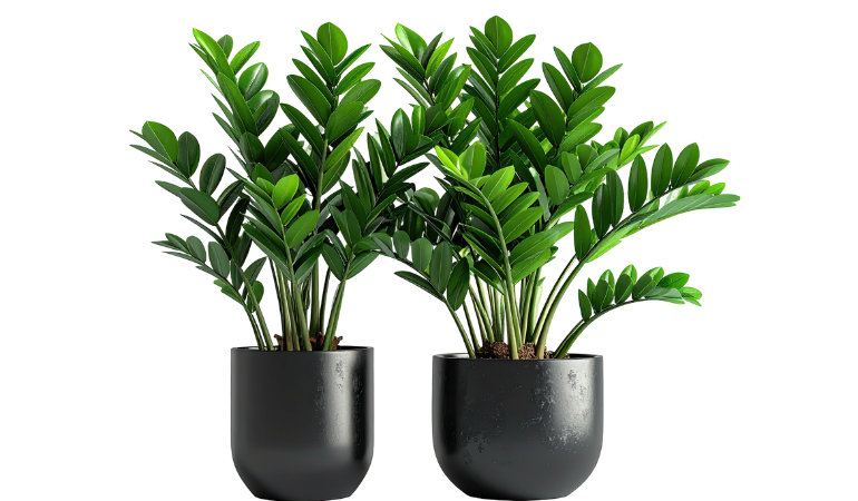 cay-phong-thuy-tet-2026-cay-hut-tai-loc-1