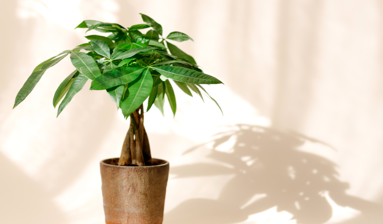 cay-phong-thuy-tet-2026-cay-hut-tai-loc-3