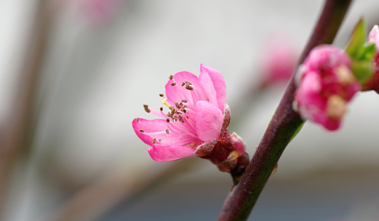 gia-dao-nhat-tan-gia-mai-vang-tet-2026-2