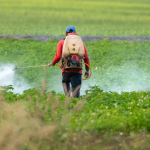 khang-thuoc-bvtv-sau-mua-lu-1