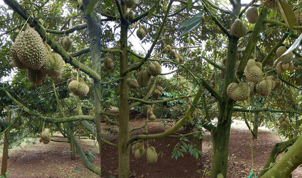 khuyen-cao-bao-so-13