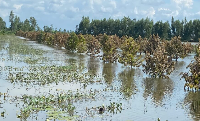 Vườn sầu riêng bị ngập