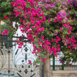 trong-cay-chong-nang-mua-xuan-cay-che-nang-san-nha-2 (1)