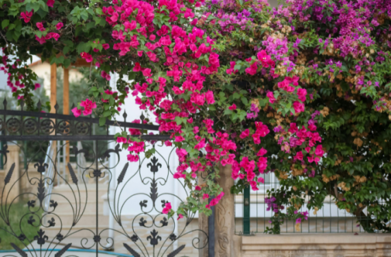 trong-cay-chong-nang-mua-xuan-cay-che-nang-san-nha-2 (1)