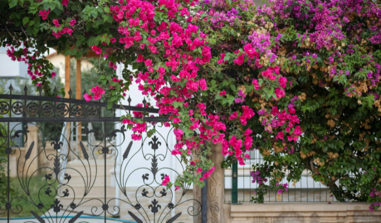 trong-cay-chong-nang-mua-xuan-cay-che-nang-san-nha-2 (1)