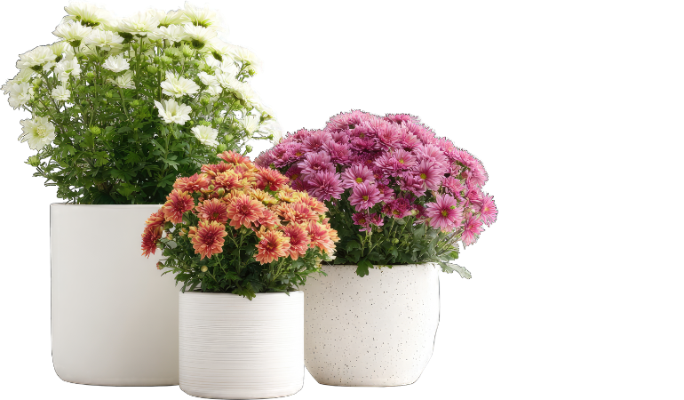 trong-hoa-ban-tet-2026-hoa-chau-nho-2